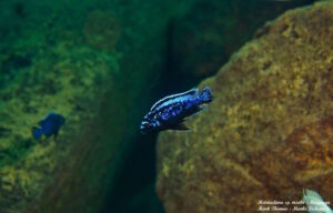 Metriaclima sp. 'msobo'